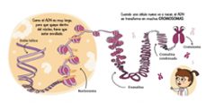 genetica (futuros genios 2): la ciencia explicada a los mas pequeños-carlos pazos-9788448850555