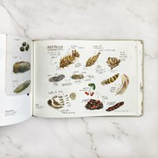 cuaderno de campo-clara cerviño-9788408291961
