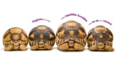 animaladas-joel sartore-kwame alexander-9788482987286