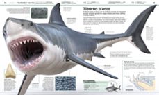 animales: el reino animal como nunca antes lo habias visto con increibles ilustraciones 3d-9780241300992