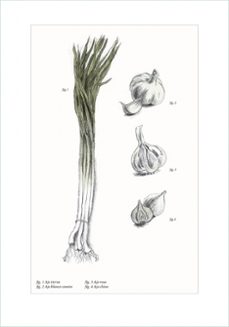 1460 recetas de verduras: para llenar tu mesa de verde-karin leiz-9788499928197