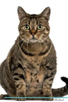 european shorthair cat affirmations workbook european shorthair cat presents-9781526969903