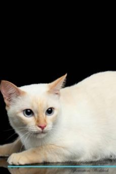 mekong bobtail affirmations workbook mekong bobtail presents-9781526971623