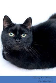 bombay cat presents-9781526964243