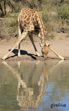 girafrica-9781987869743