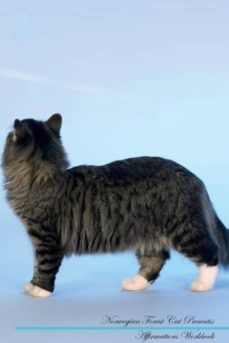norwegian forest cat affirmations workbook norwegian forest cat presents-9781526972453