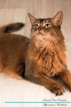 somali cat affirmations workbook somali cat presents-9781526975973