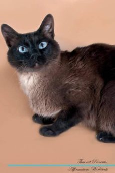 thai cat affirmations workbook thai cat presents-9781526976673