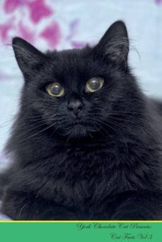 york chocolate cat presents-9781526964793