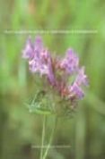 plantas medicinales en la comunidad de extremadura-francisco maria vazquez pardo-9788477961703 plantas medicinales en la comunidad de extremadura-francisco maria vazquez pardo-9788477961703