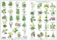 plantas medicinales-miguel hernandez-9788494518553 plantas medicinales-miguel hernandez-9788494518553